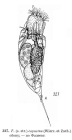 Trichocerca capucina