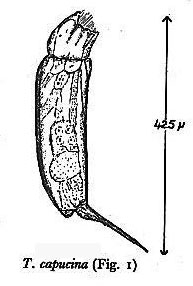 Trichocerca capucina Trichocerca capucina