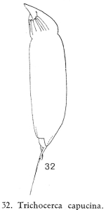 Trichocerca capucina