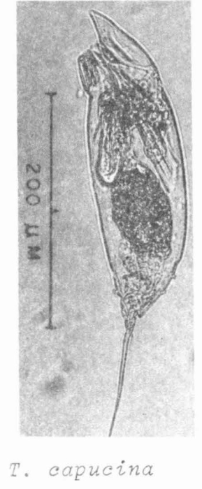 Trichocerca capucina Trichocerca capucina