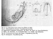 Trichocerca capucina