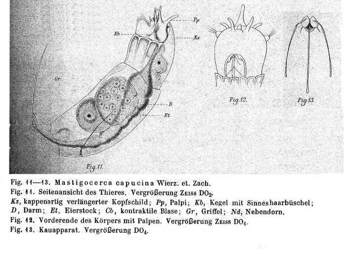 Trichocerca capucina Trichocerca capucina