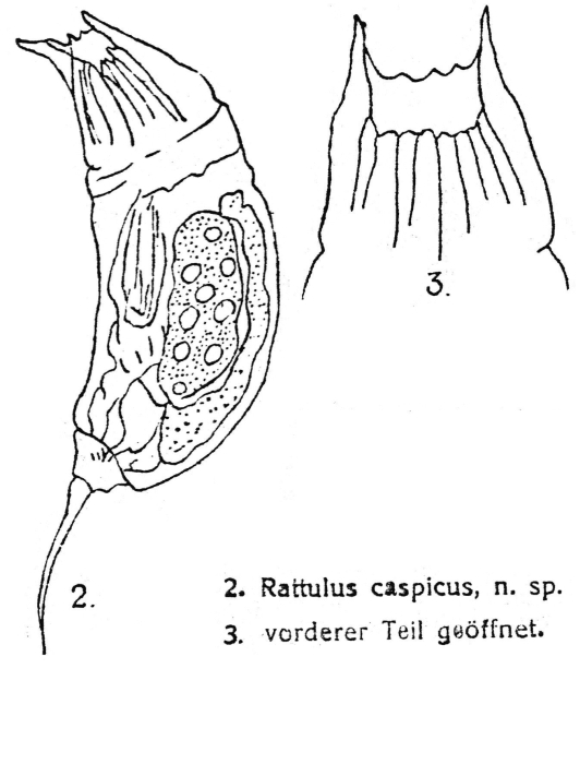 Trichocerca caspica - Original description image