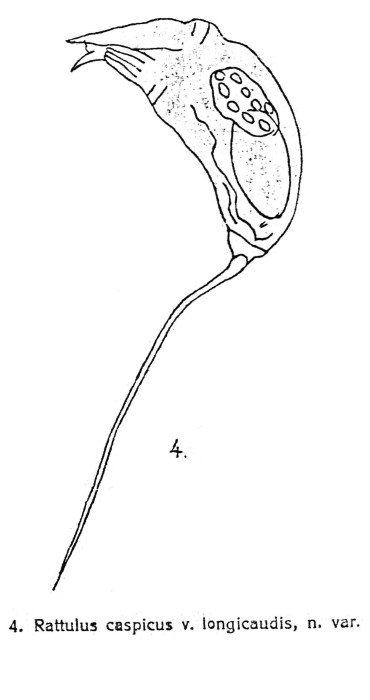Trichocerca caspica var. longicauda - Original description image