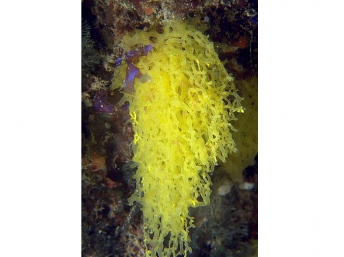 Clathrina aurea in vivo (Brazil, Arraial do Cabo)