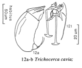 Trichocerca cavia