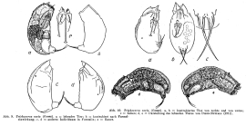 Trichocerca cavia