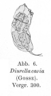Trichocerca cavia