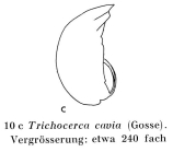 Trichocerca cavia