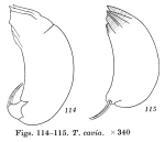 Trichocerca cavia