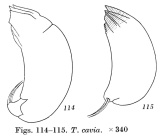 Trichocerca cavia