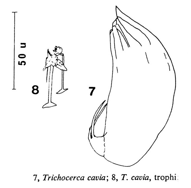 Trichocerca cavia Trichocerca cavia
