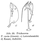 Trichocerca cavia