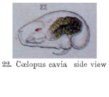 Trichocerca cavia