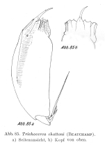 Trichocerca chattoni