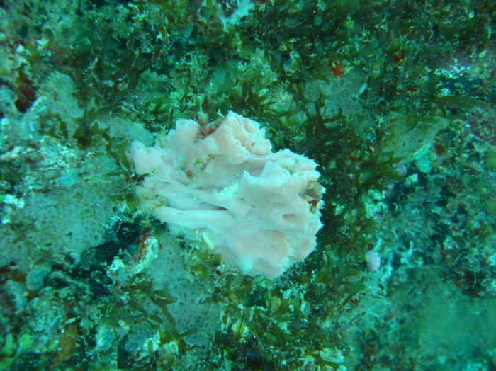Leucascus roseus in vivo (Brazil, Rio Grande do Norte state) Leucascus roseus in vivo (Brazil, Rio Grande do Norte state)