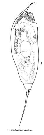 Trichocerca chattoni