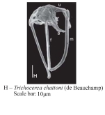 Trichocerca chattoni