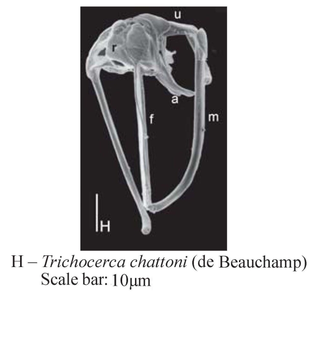 Trichocerca chattoni Trichocerca chattoni