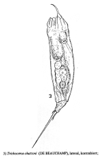 Trichocerca chattoni