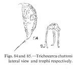 Trichocerca chattoni