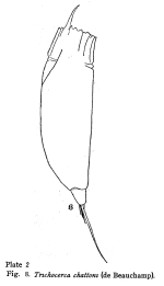 Trichocerca chattoni