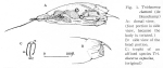 Trichocerca chattoni