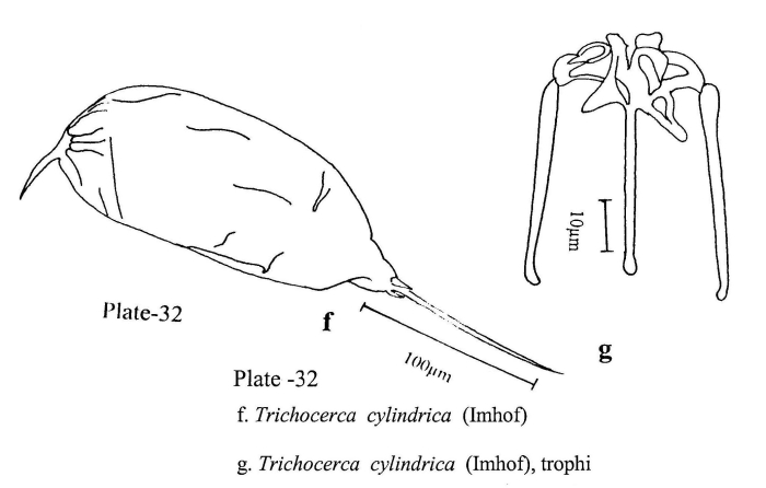 Trichocerca chattoni Trichocerca chattoni