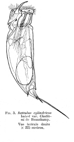 Trichocerca chattoni