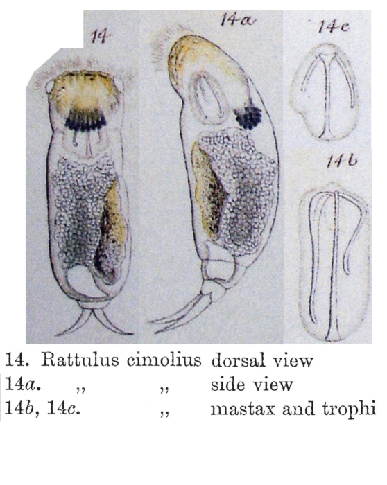 Trichocerca cimolia - Original description image