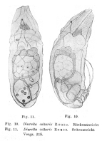 Trichocerca collaris