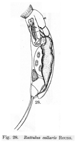 Trichocerca collaris