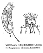 Trichocerca collaris