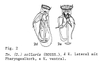 Trichocerca collaris