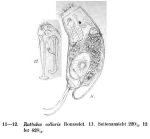 Trichocerca collaris