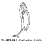 Trichocerca collaris