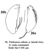 Trichocerca collaris