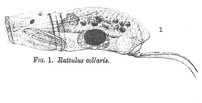 Trichocerca collaris - Original description image