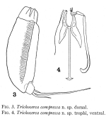 Trichocerca compressa - Original description image