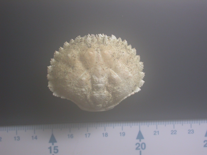Atelecyclus Undecimdentatus (Herbst 1783) Atelecyclus Undecimdentatus (Herbst 1783)