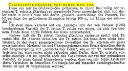 Trichocerca cristata var. minor - Original description image