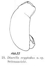 Trichocerca cryptodus - Original description image
