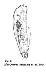 Trichocerca cuspidata - Original description image