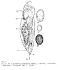 Trichocerca cylindrica
