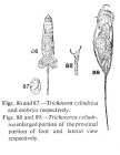 Trichocerca cylindrica