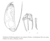 Trichocerca cylindrica