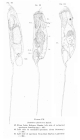 Trichocerca cylindrica