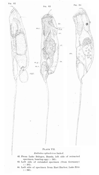 Trichocerca cylindrica Trichocerca cylindrica