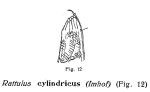 Trichocerca cylindrica
