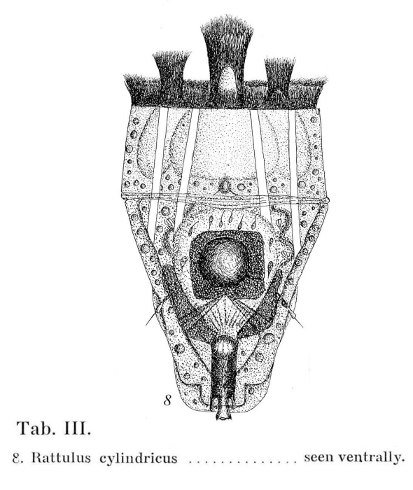 Trichocerca cylindrica Trichocerca cylindrica